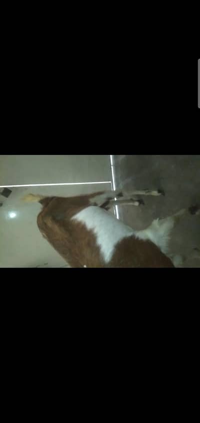 2 dant bakri