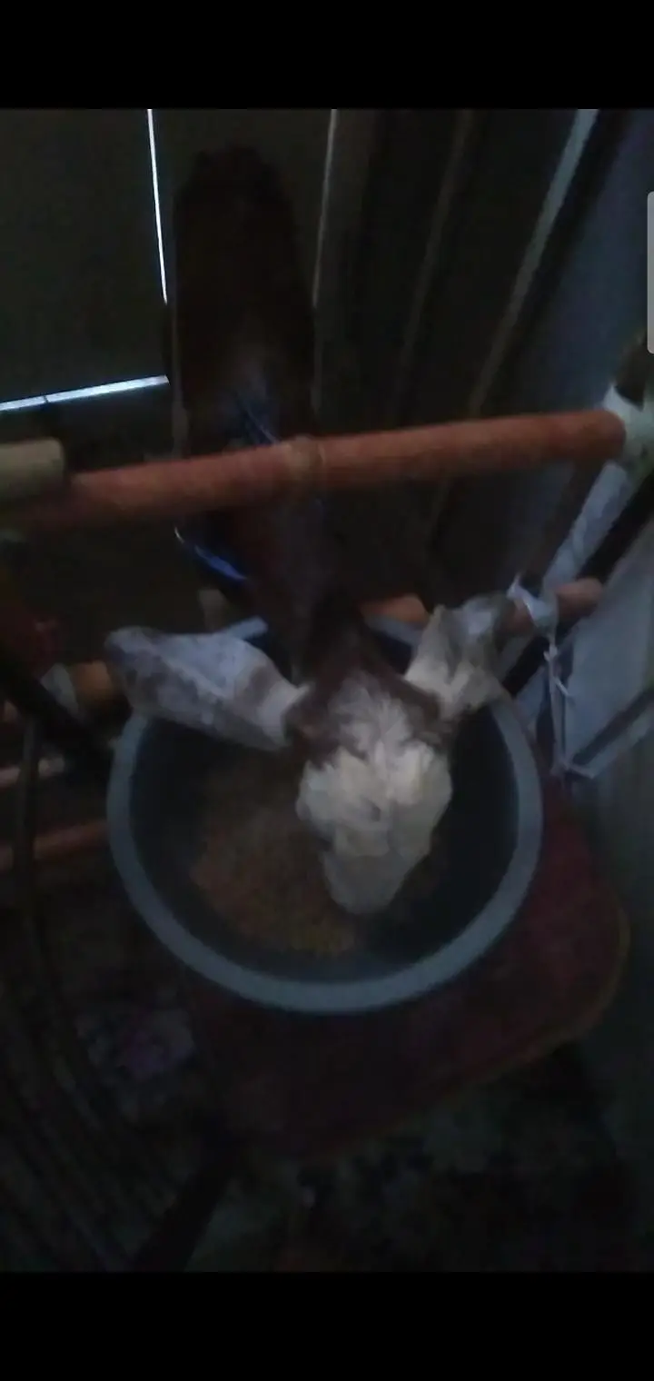 2 dant bakri — photo 2