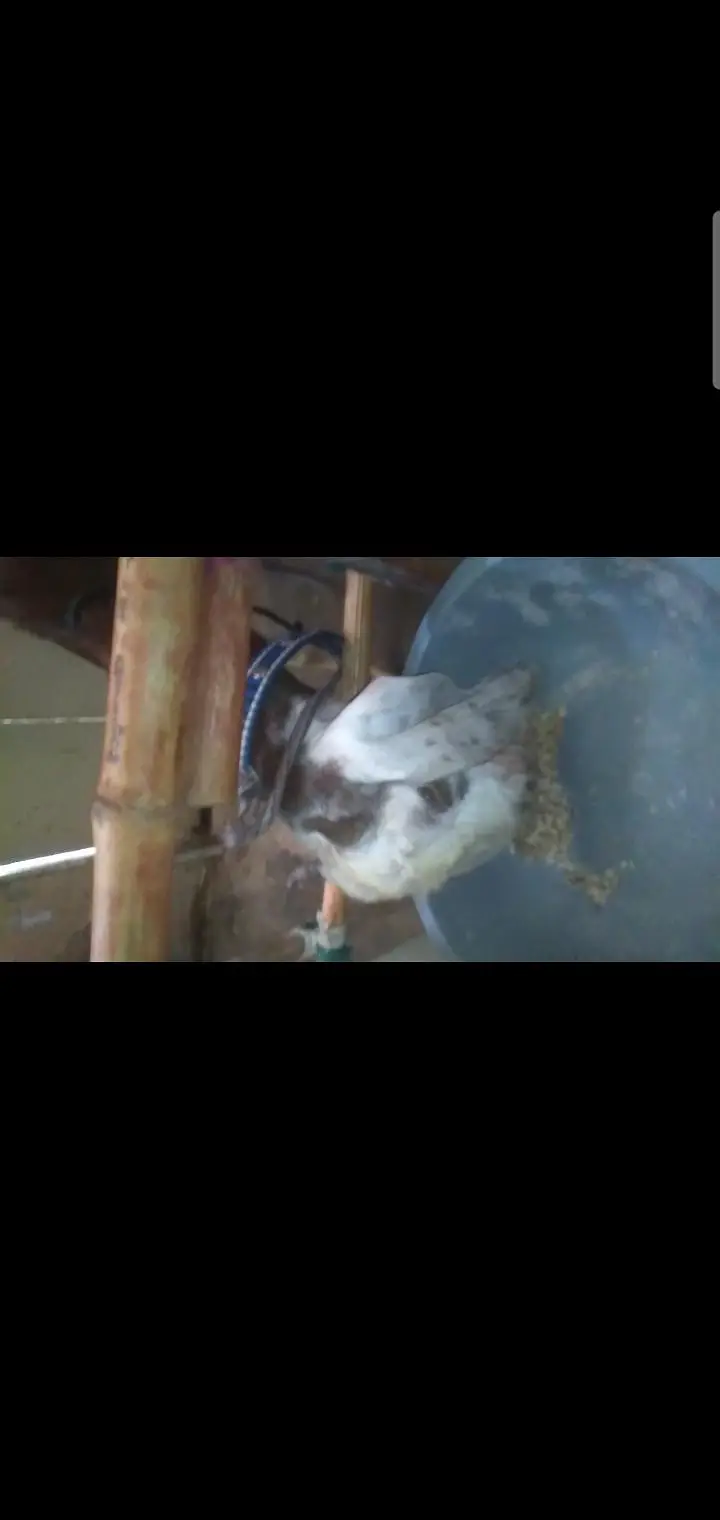 2 dant bakri — photo 4