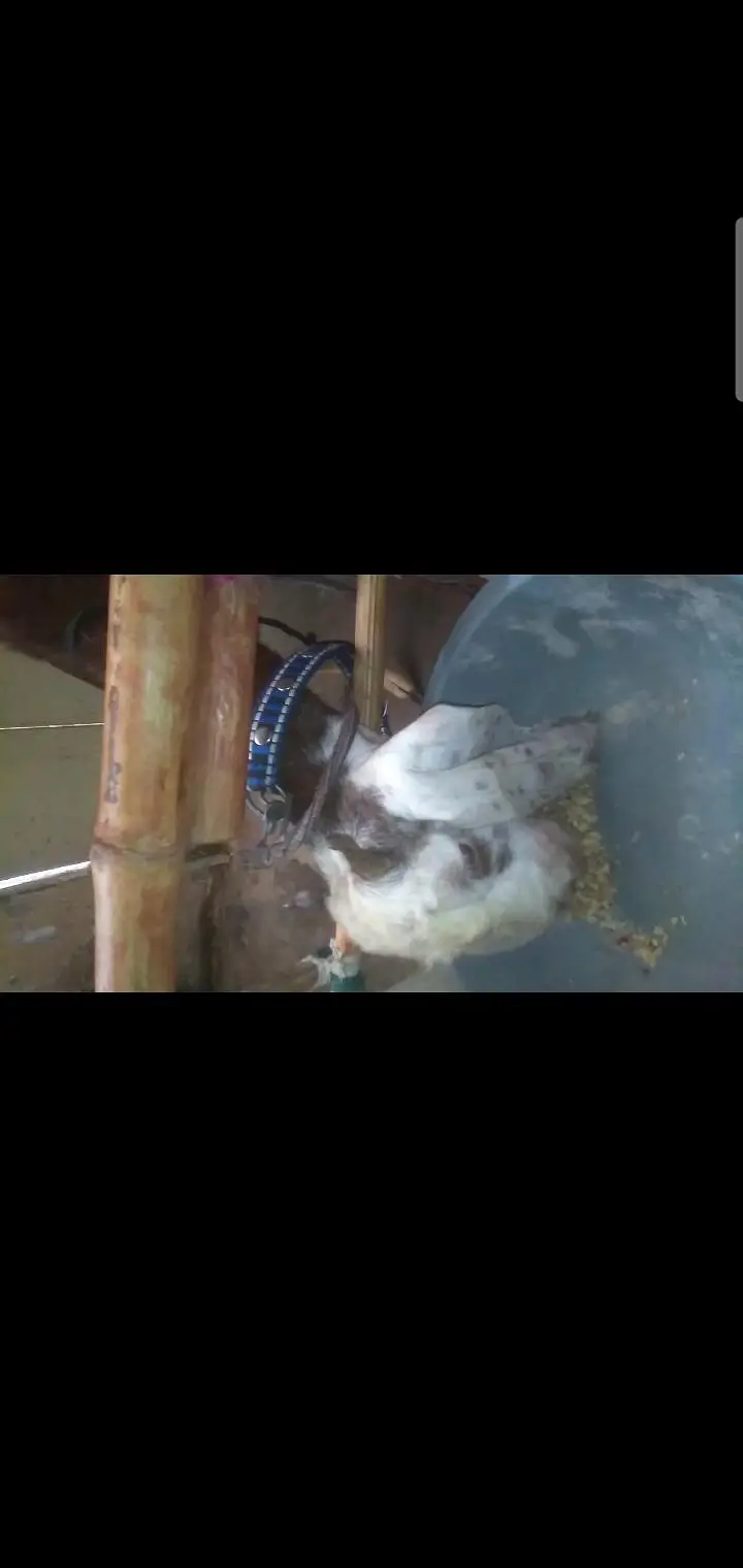 2 dant bakri — photo 6