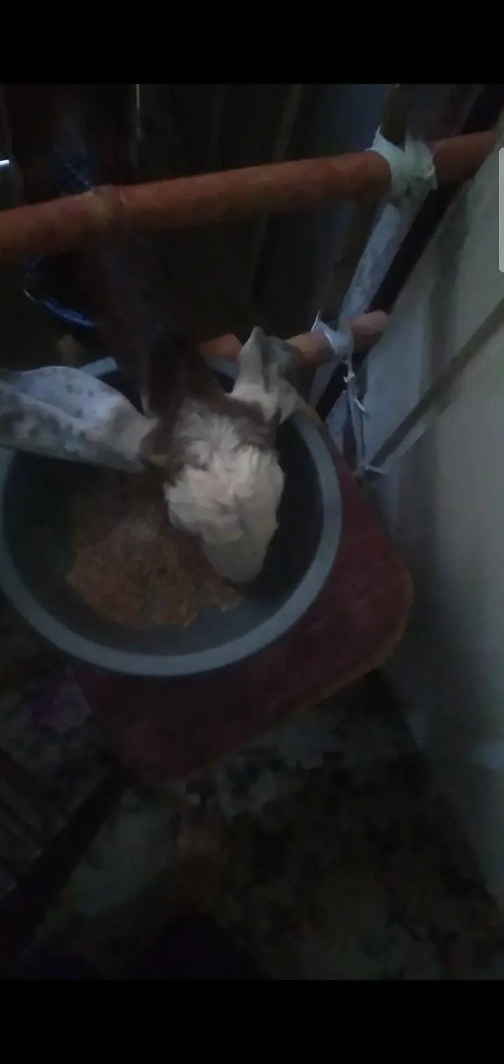 2 dant bakri — photo 8