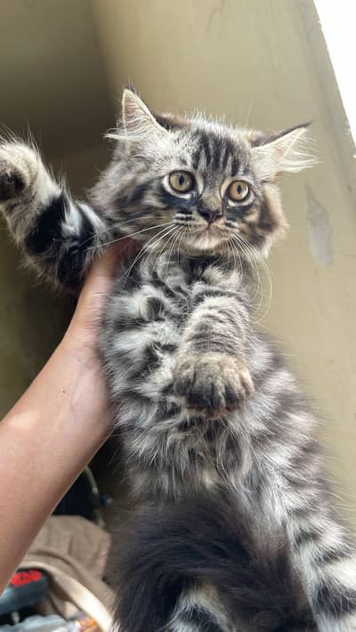 Triple coated kittens available