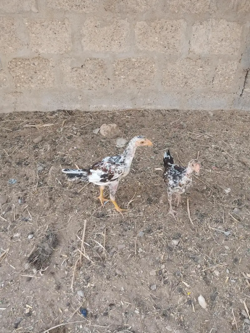 aseel cheena pathy in low price. 03452110079 — photo 4