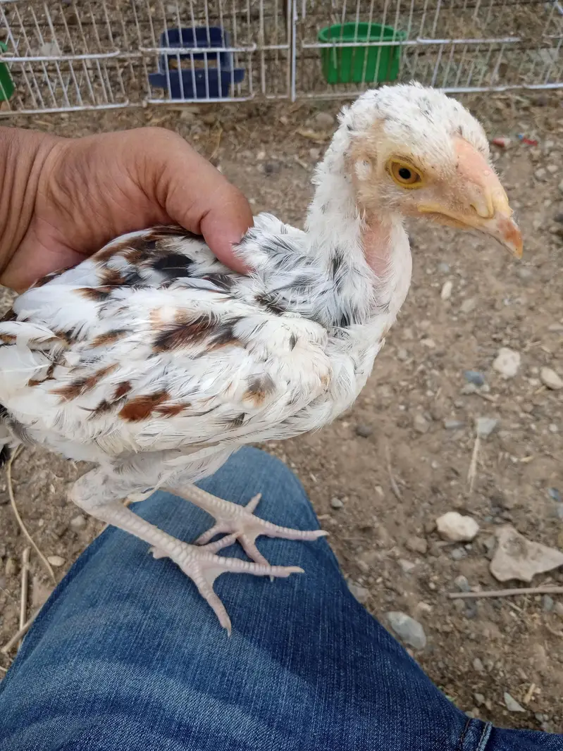 aseel cheena pathy in low price. 03452110079 — photo 5