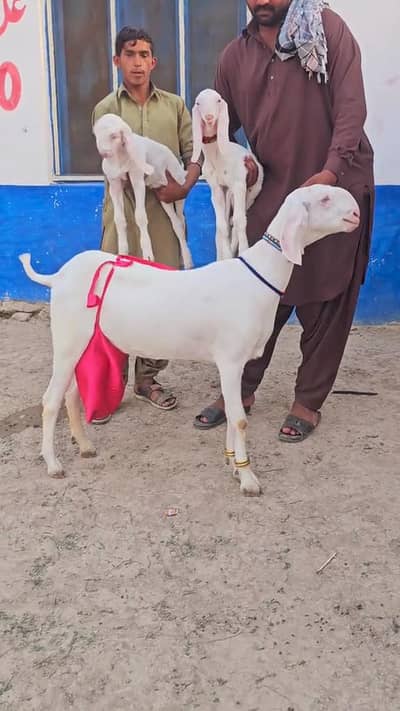 2 Bacchon ka sath Rajanpuri Gulabi Bakri For Sale _ 03102718718