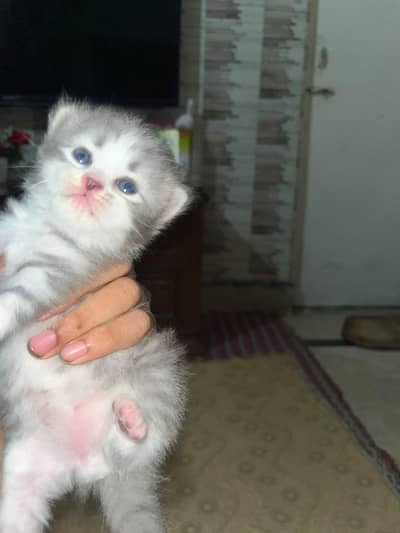 female persian kitten