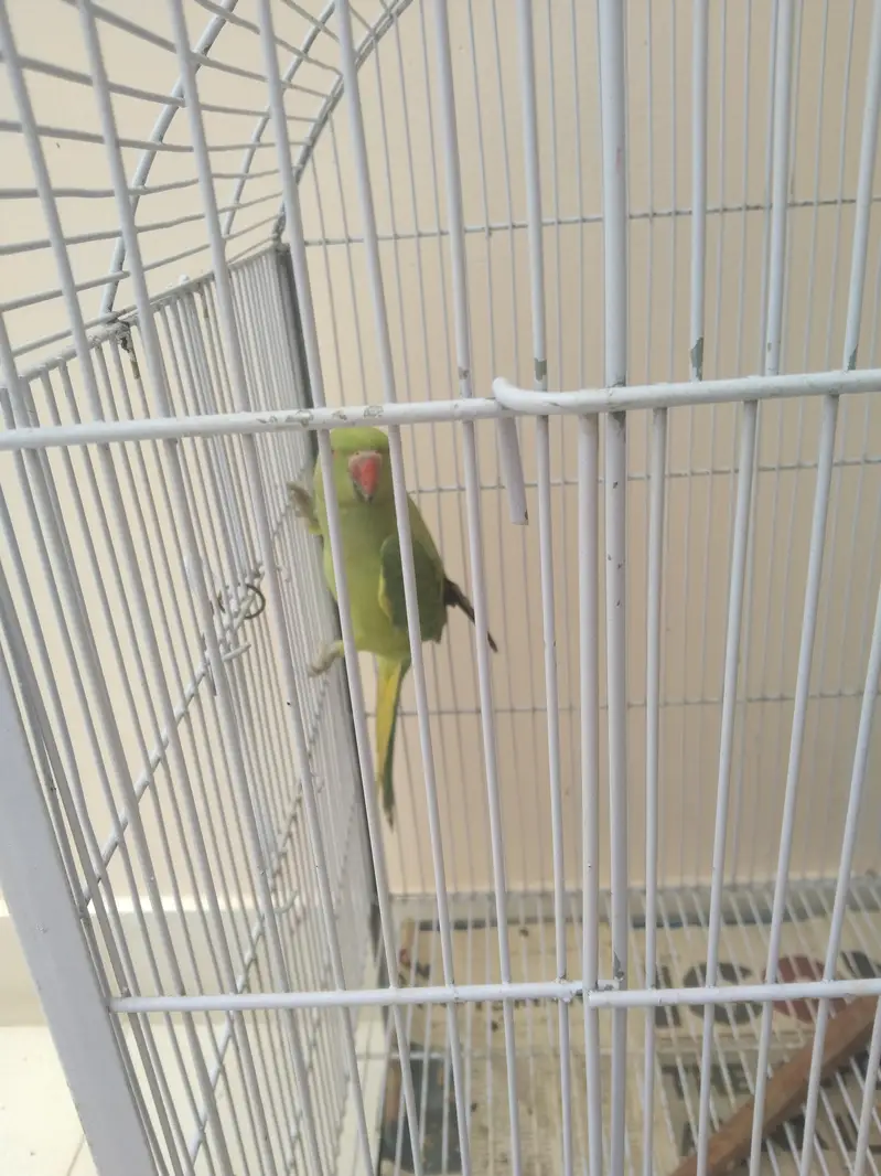 Urgent Sale — photo 3