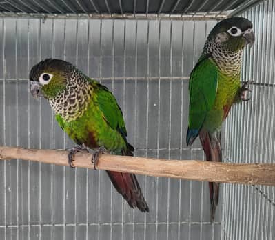 Mini Conures Pair for Sale | Black Capped & Pearly Conure | Healthy