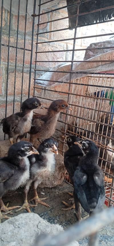5 healthy and active aseel chicks and 1 aseel desi cross 