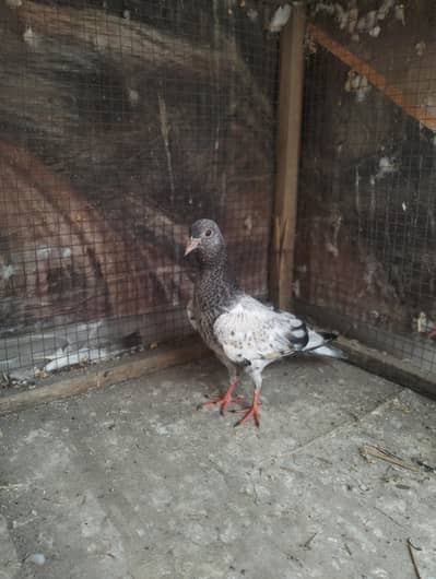 Kamakar pigeon bachy