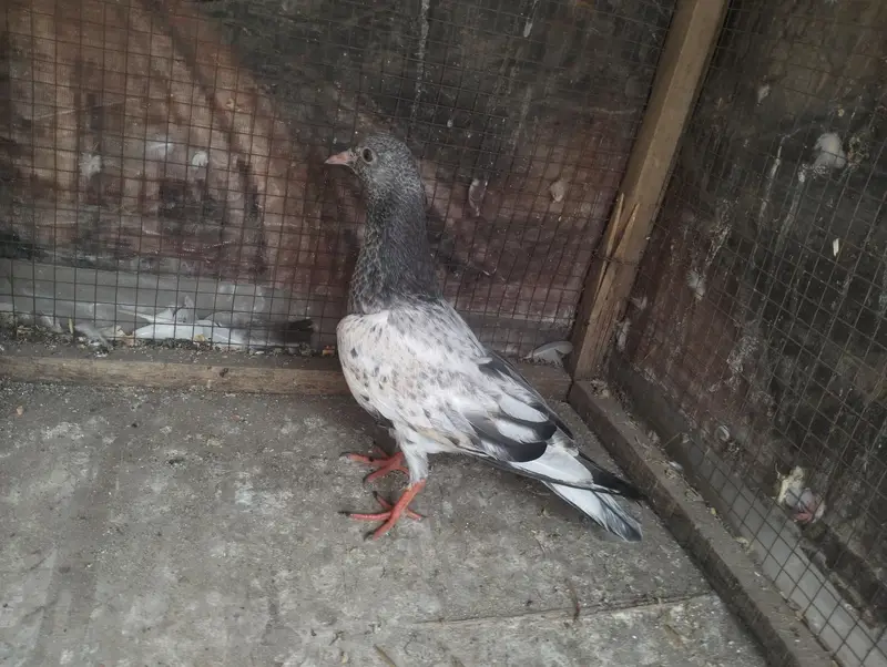 Kamakar pigeon bachy — photo 2