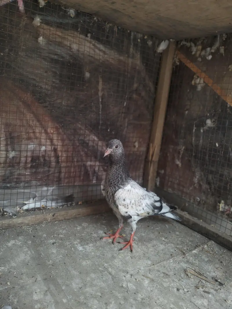 Kamakar pigeon bachy — photo 3