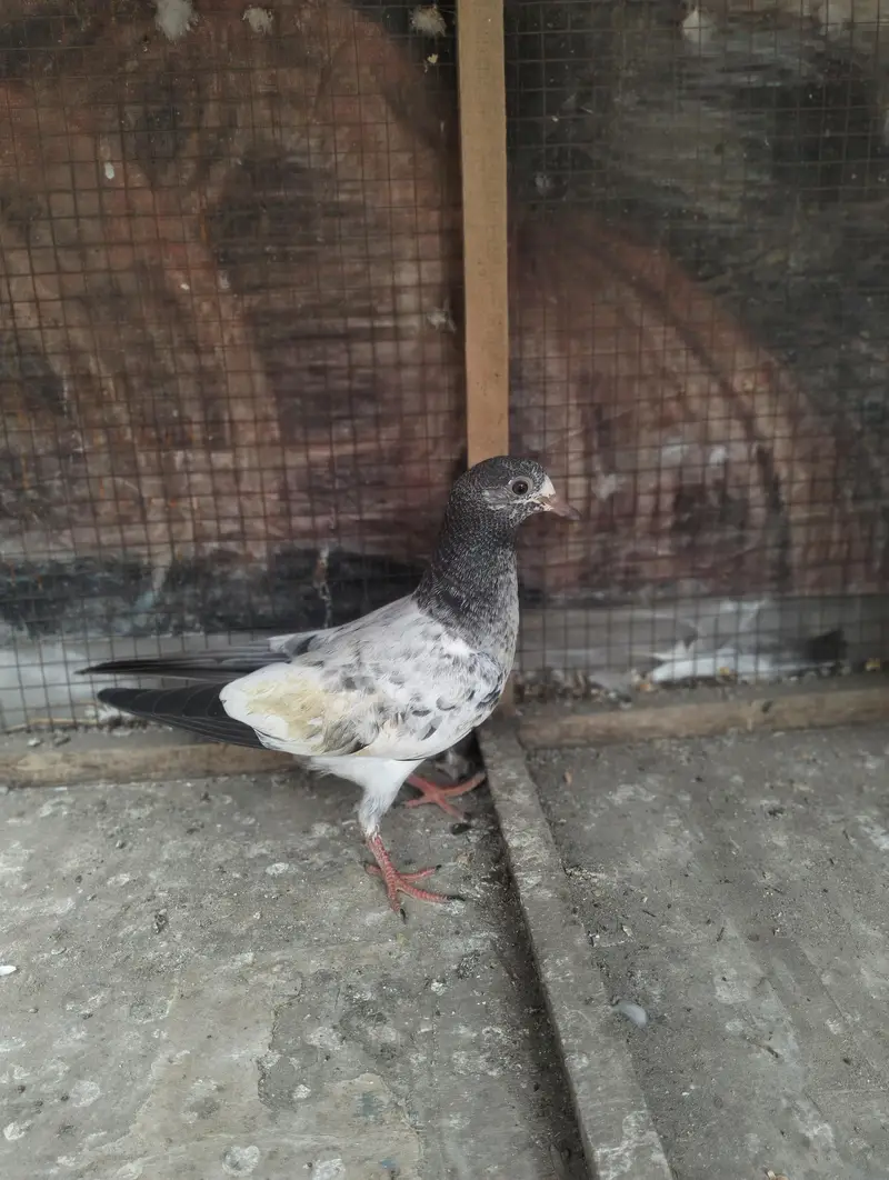 Kamakar pigeon bachy — photo 4