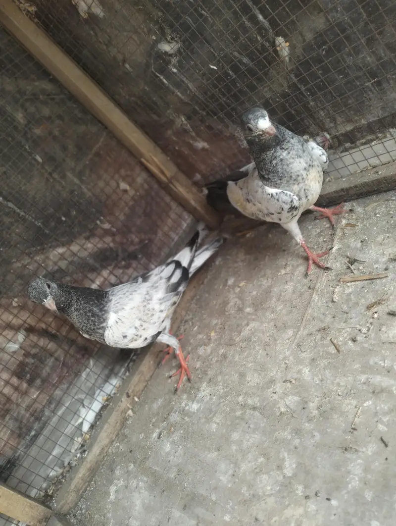 Kamakar pigeon bachy — photo 5