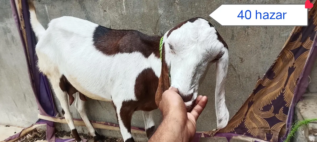 Urgent sale 3 Bakrian ghr ki breed h 2 Gaban Hy 2 month se uper