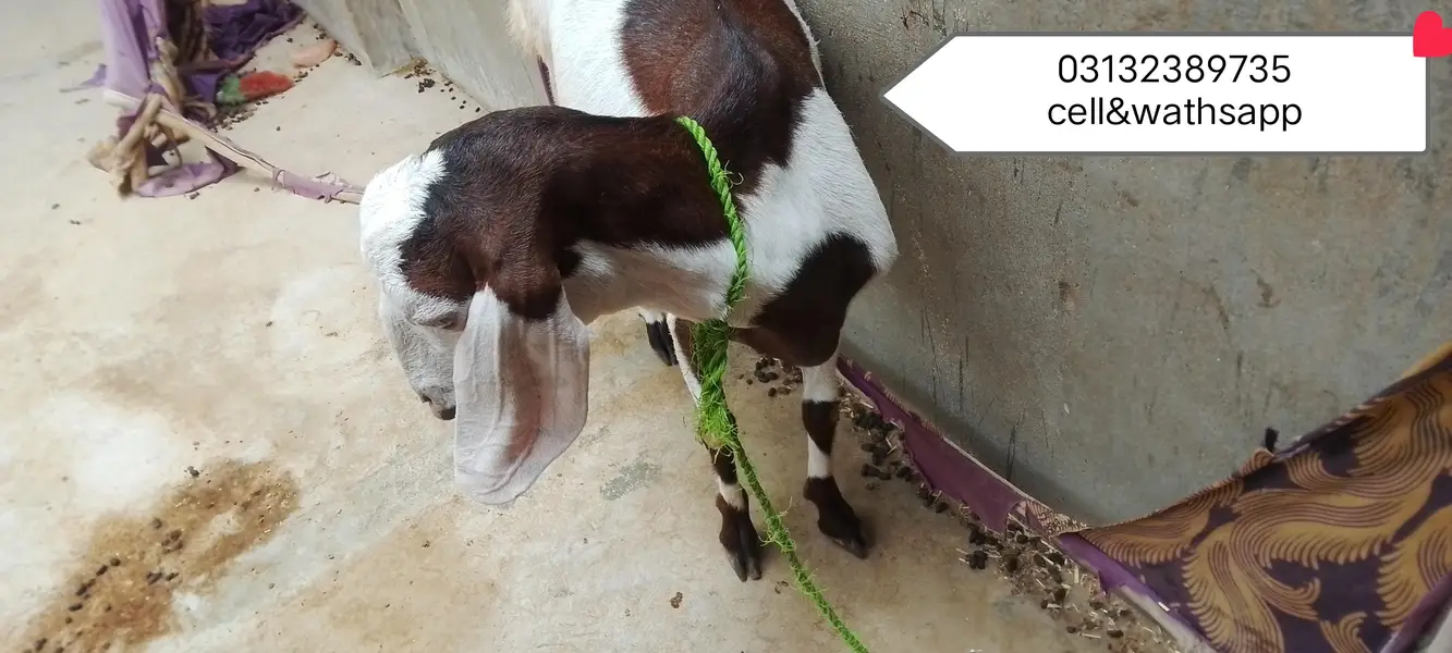 Urgent sale 3 Bakrian ghr ki breed h 2 Gaban Hy 2 month se uper — photo 2