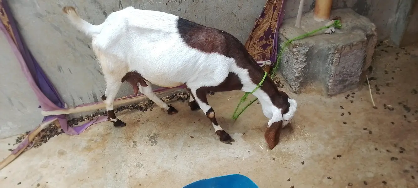 Urgent sale 3 Bakrian ghr ki breed h 2 Gaban Hy 2 month se uper — photo 3