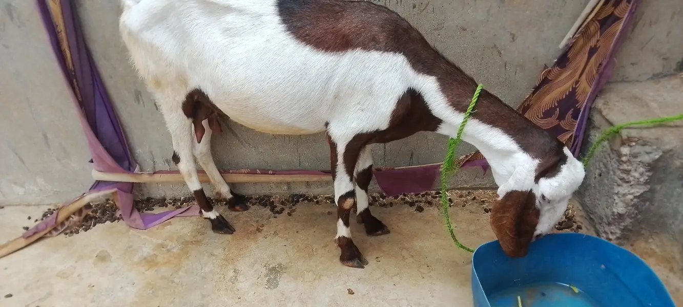 Urgent sale 3 Bakrian ghr ki breed h 2 Gaban Hy 2 month se uper — photo 4