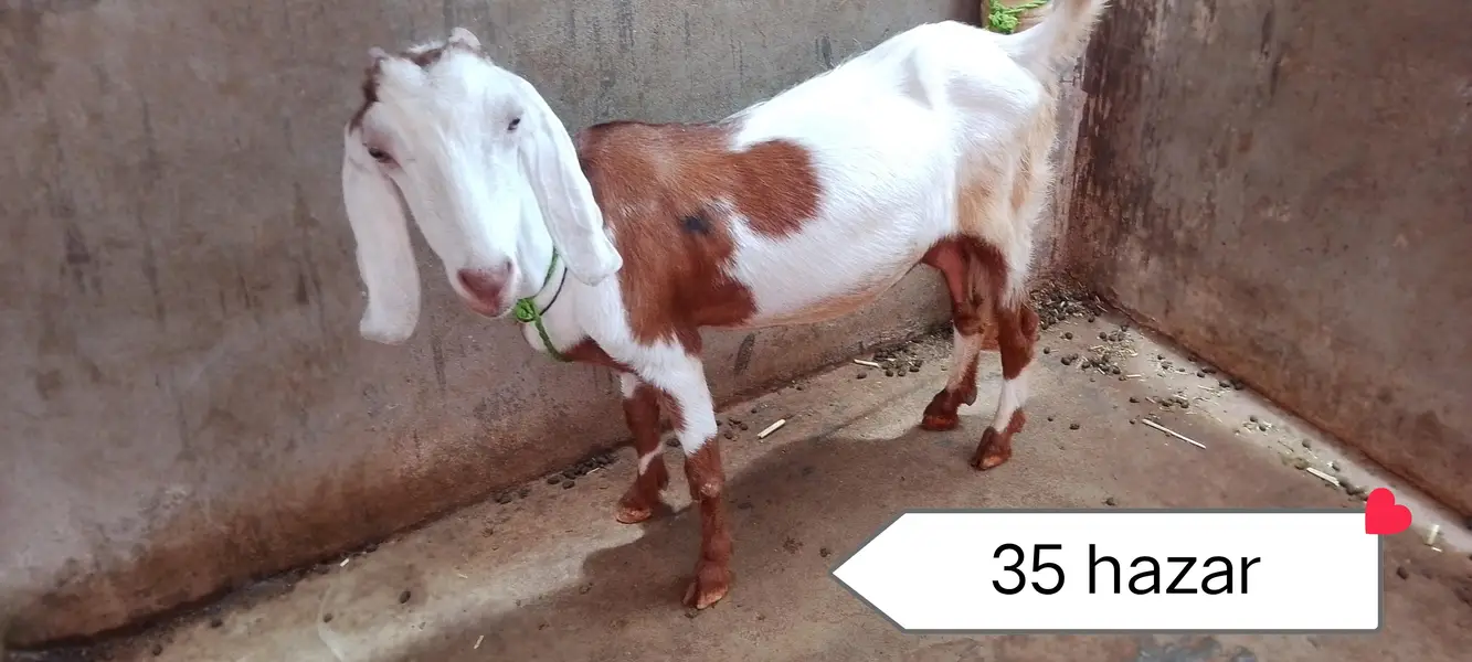 Urgent sale 3 Bakrian ghr ki breed h 2 Gaban Hy 2 month se uper — photo 5