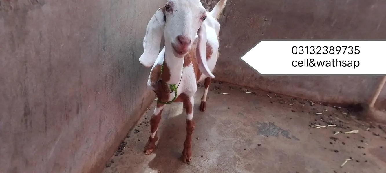 Urgent sale 3 Bakrian ghr ki breed h 2 Gaban Hy 2 month se uper — photo 6
