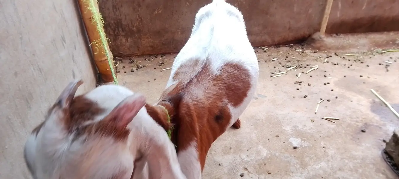 Urgent sale 3 Bakrian ghr ki breed h 2 Gaban Hy 2 month se uper — photo 7