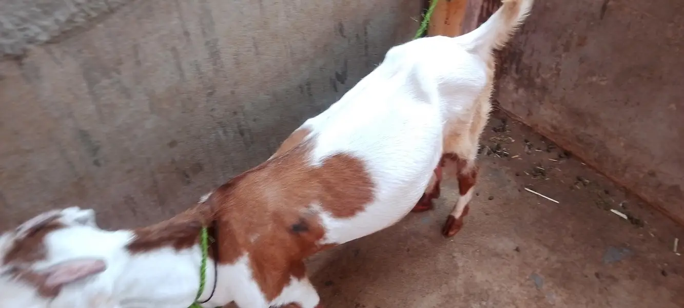 Urgent sale 3 Bakrian ghr ki breed h 2 Gaban Hy 2 month se uper — photo 8