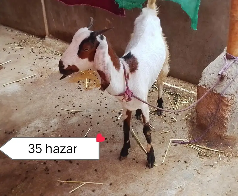 Urgent sale 3 Bakrian ghr ki breed h 2 Gaban Hy 2 month se uper — photo 9