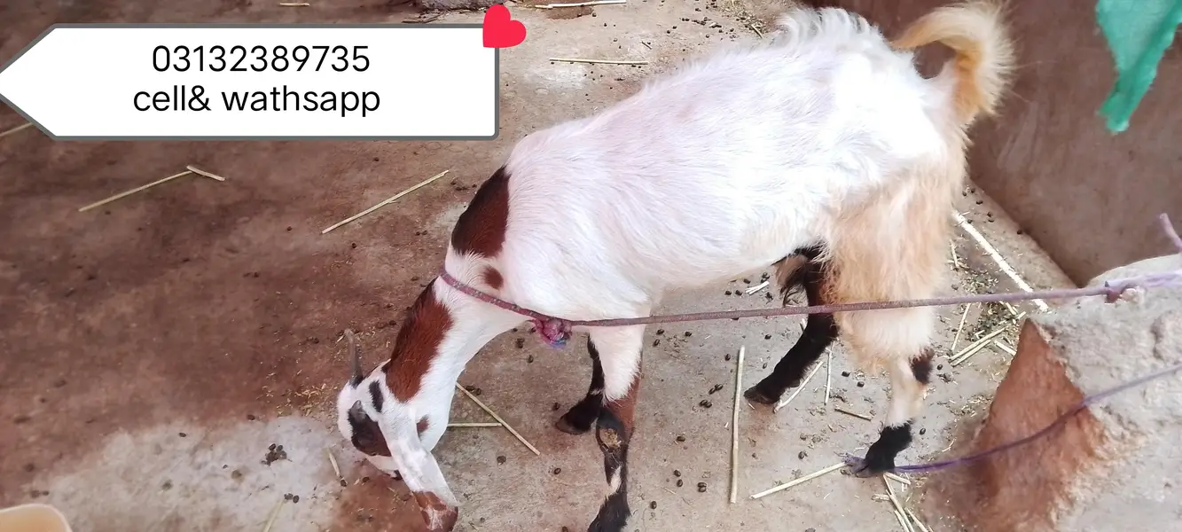 Urgent sale 3 Bakrian ghr ki breed h 2 Gaban Hy 2 month se uper — photo 10