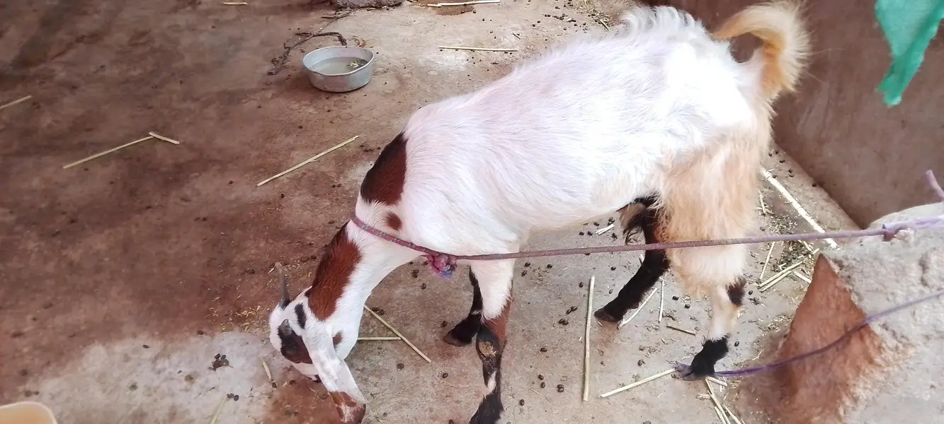 Urgent sale 3 Bakrian ghr ki breed h 2 Gaban Hy 2 month se uper — photo 11