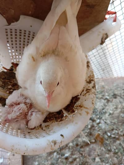 fakta Guggii breeders pair for sale