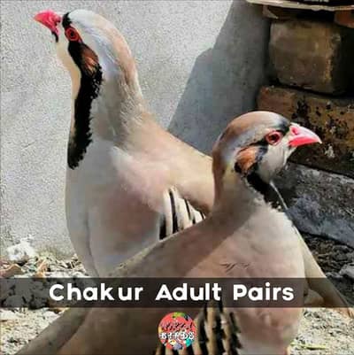 Chakur Chicks Ans Adult Pair For Sale