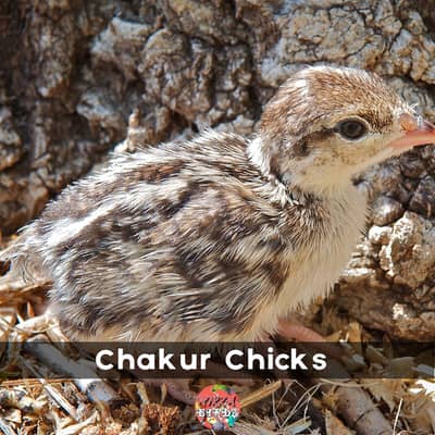Chakur Chicks For Sale