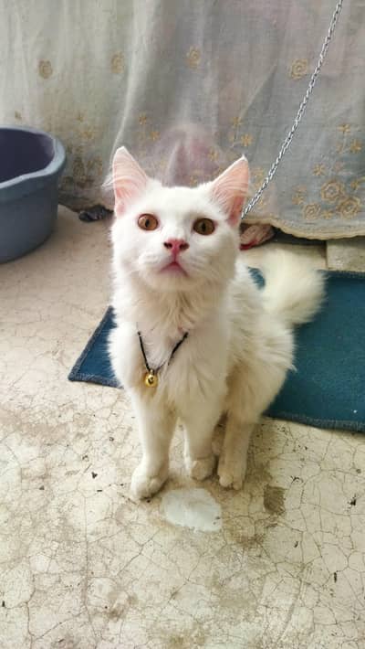 PERSIAN CAT