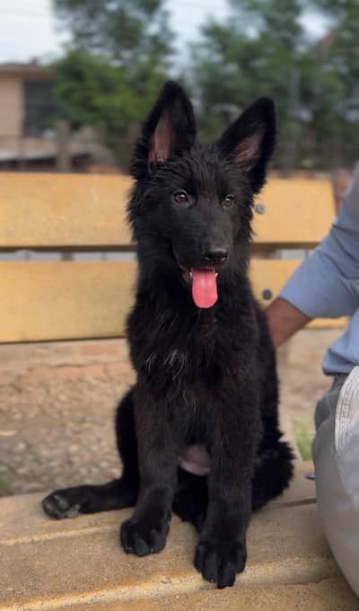 German shepherd puppie