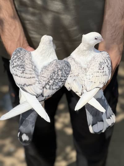 Satinette (Oriental Frill) Breeder Pair