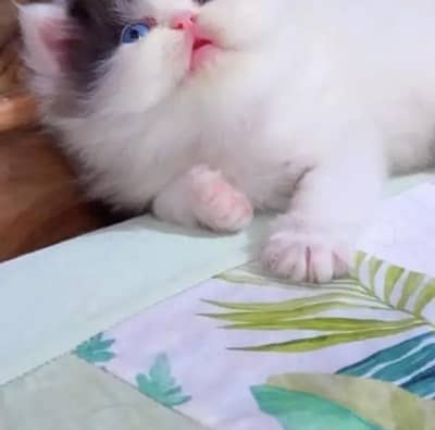 (Persian female kitten) (for sale all) (Pakistan delivery available)