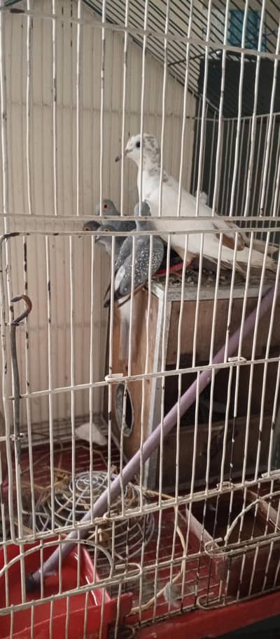 dove bird