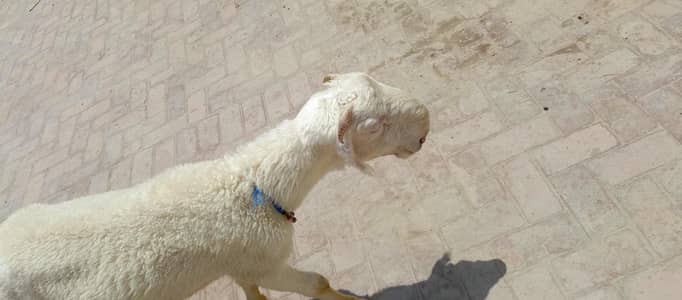 chatry