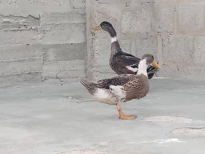 egg laying pair