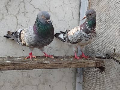 kamgar pigeon  03338762247