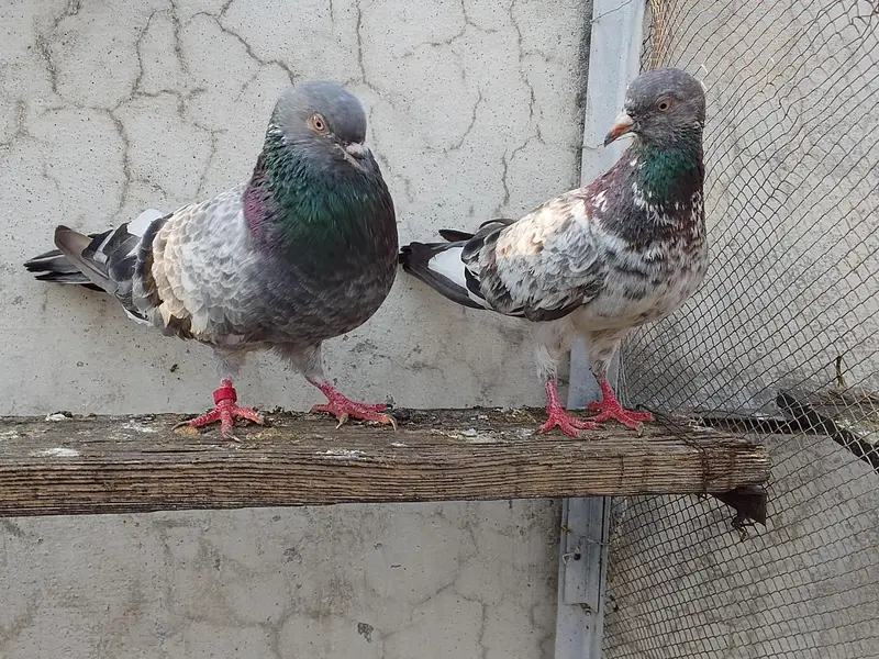 kamgar pigeon  03338762247