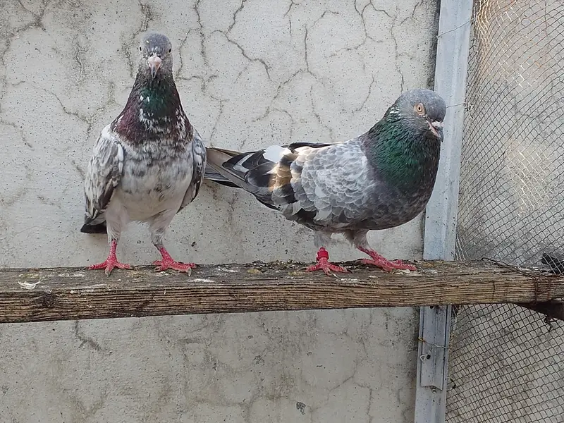 kamgar pigeon  03338762247 — photo 2