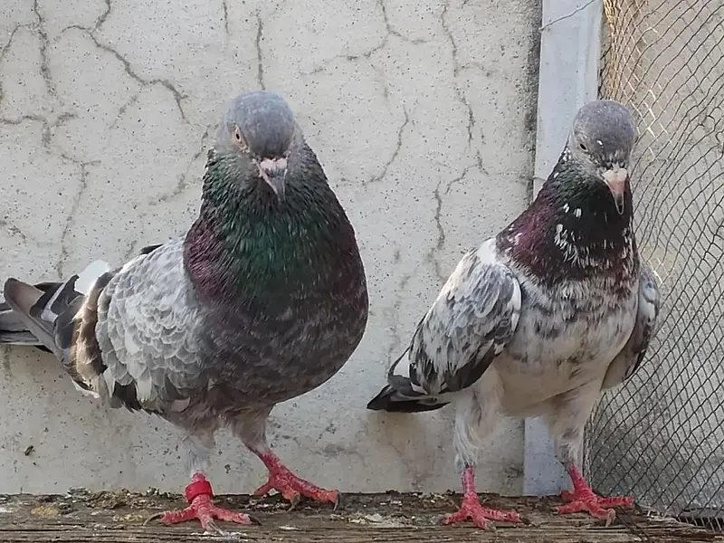 kamgar pigeon  03338762247 — photo 3