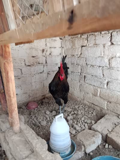 Australorp Chicks 5-6 Month Old – 4 Birds + 1 Rooster + 1 Fayoumi Hen
