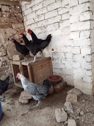 Australorp Chicks 5-6 Month Old – 4 Birds