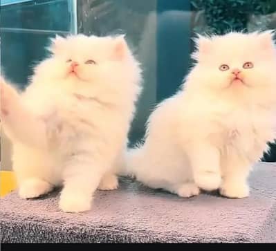 (Persian female kitten) (for sale all) (Pakistan delivery available)