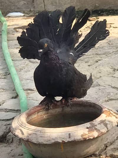 American funtel laka pair03044602187