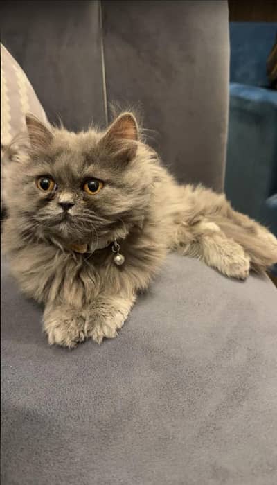 PERSIAN PUNCH FACE MALE CAT LOOKING FOR NEW PARENTS