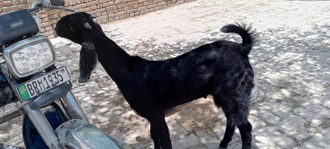 Bakra for sale