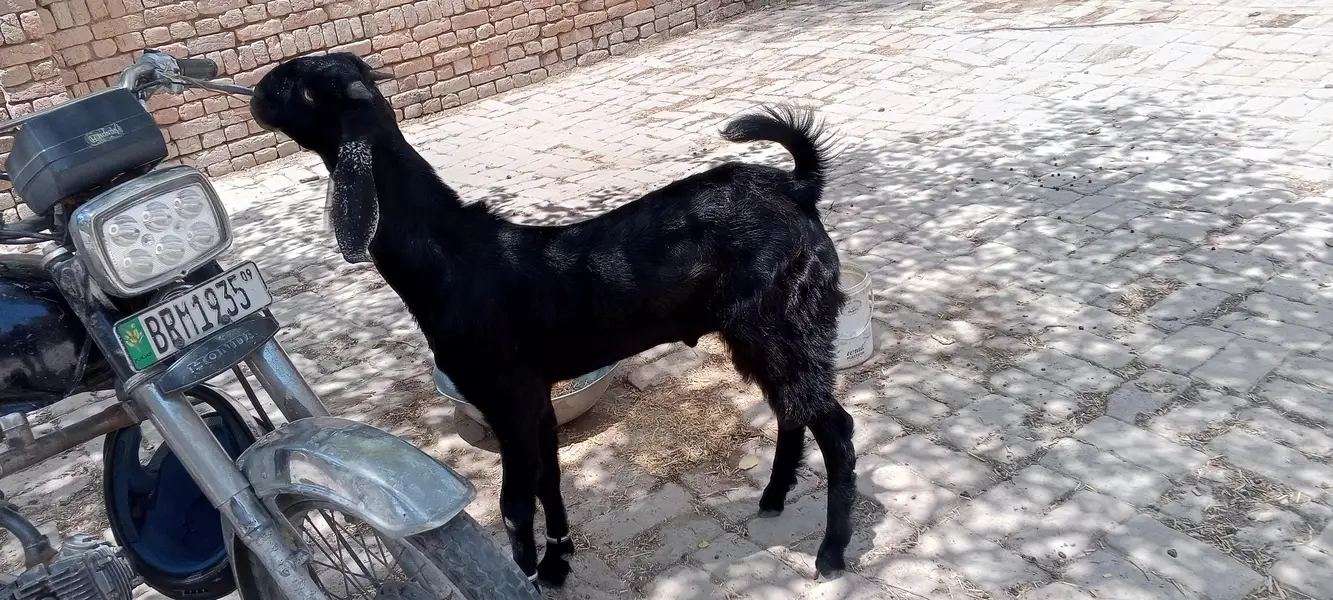 Bakra for sale — photo 2